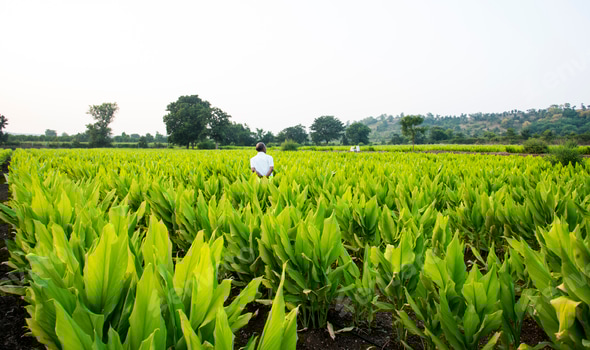 Lush Turmeric Field